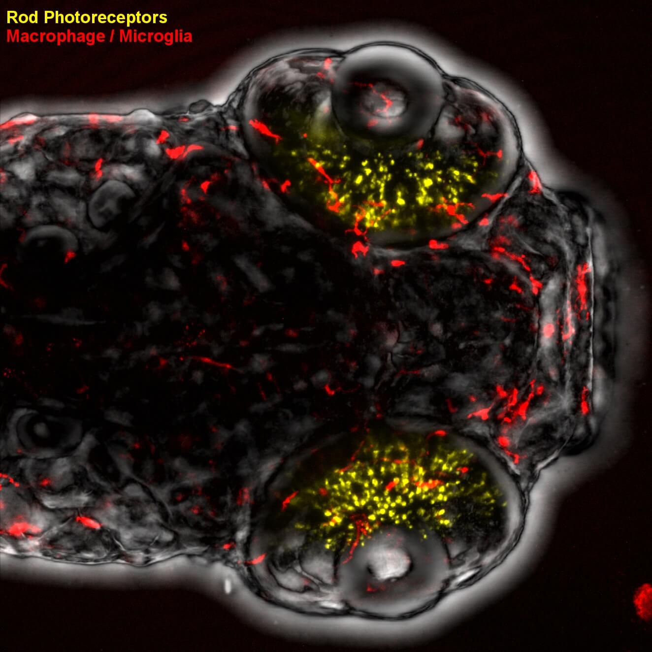 Zebrafish larvae and fluorescently marked immune cells 