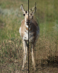 a photo of an antelope where half the image is blurry