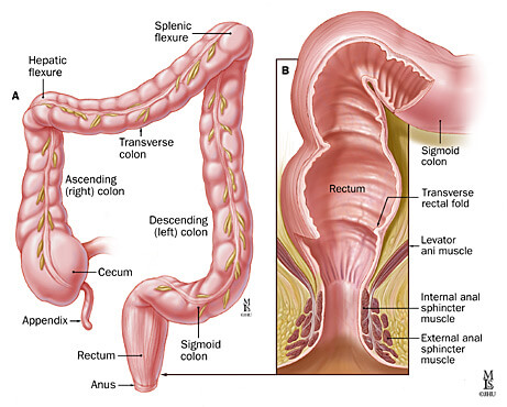 Anatomy of the colon and rectum