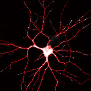 GRIP1 in a neuron
