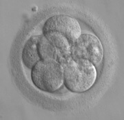 3-day_embryo