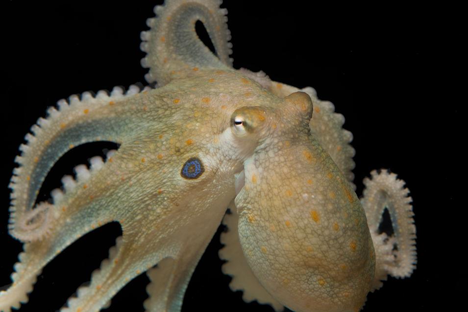 Octopus bimaculoides