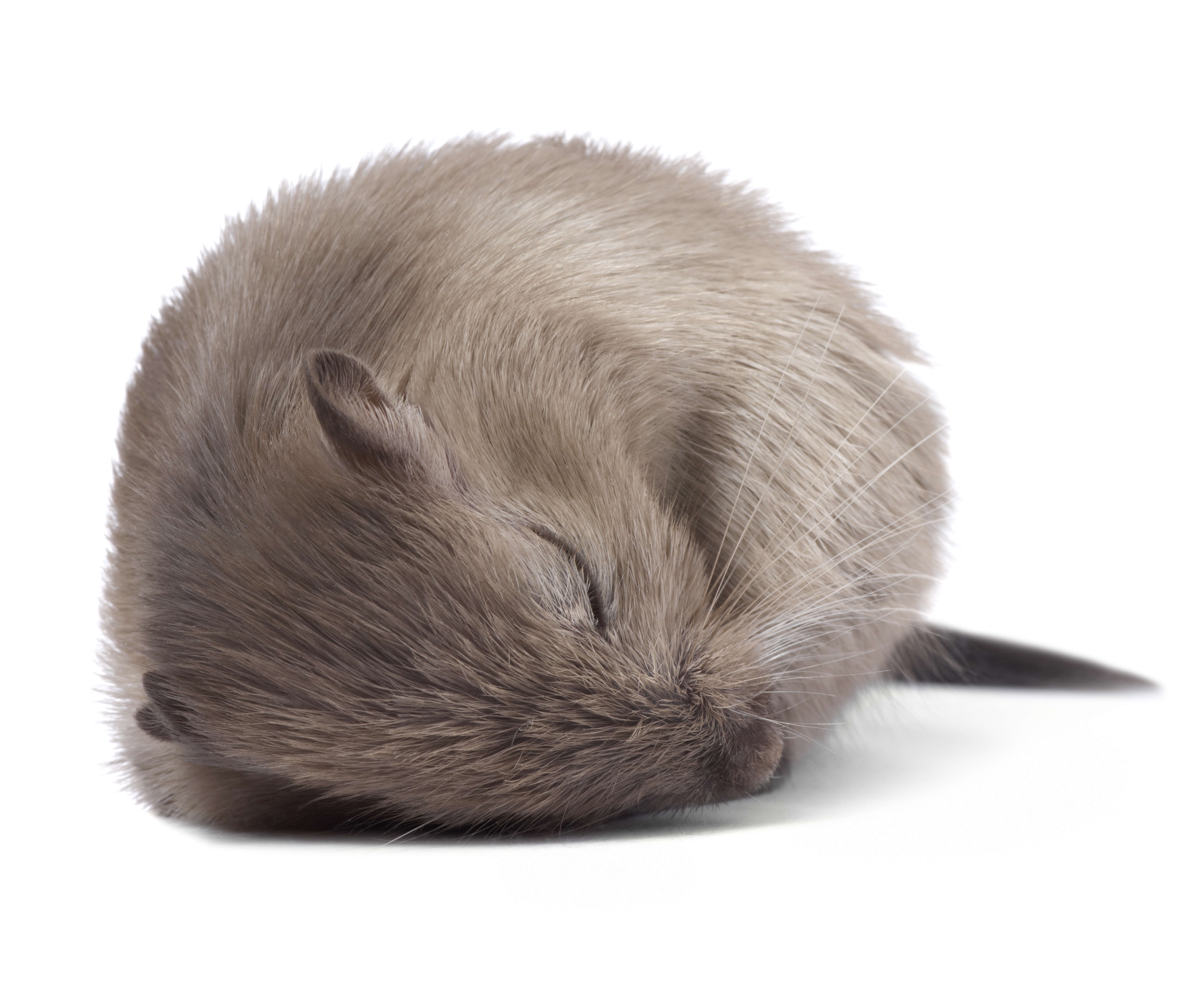 sleeping mouse