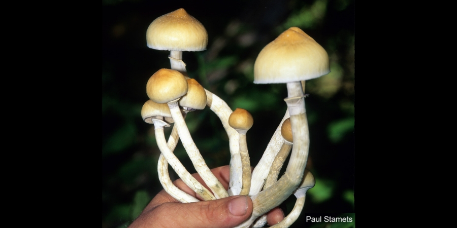 Reclassification Recommendations for Drug in 'Magic Mushrooms'