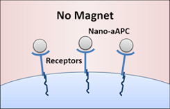 Nanoscale artificial antigen presenting cells (nano-aAPCs) bound to receptors on the T cell surface.