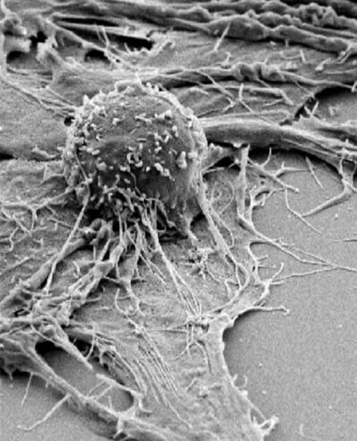 T-cells, Cells 