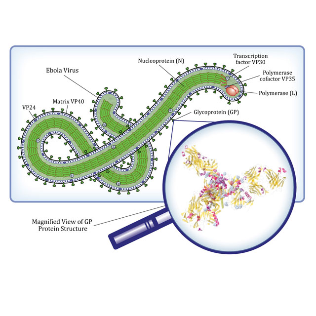 Illustration of the ebola protein