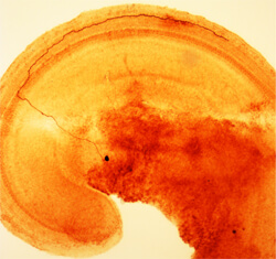 the inner ear of a rat with a type 2 afferent nerve cell highlighted