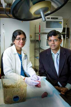 Sujatha Kannan (left) and Kannan Rangaramanujam, in the lab with their “rescued’ rabbit kits.