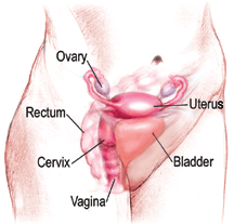 Where is the cervix?