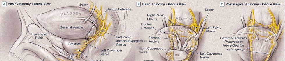 Scientific drawing on biological mechanisms of the pelvis