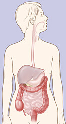 Location of the colon in the body
