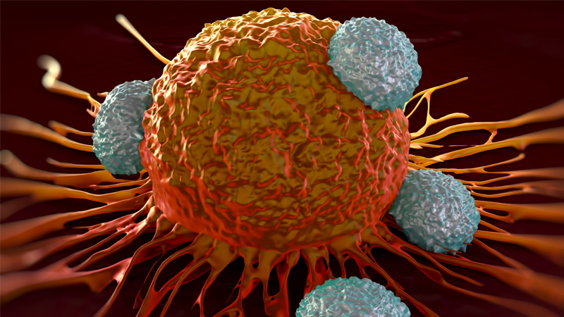 Newswise: WEB%20Immunotherapy_Cancer_Tcells_iStock-486569692.jpg