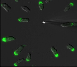 Callipygian is labeled in green and stays at the back of migrating cells.