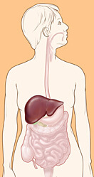 Location of liver in body