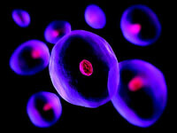 fluorescent purple cell image
