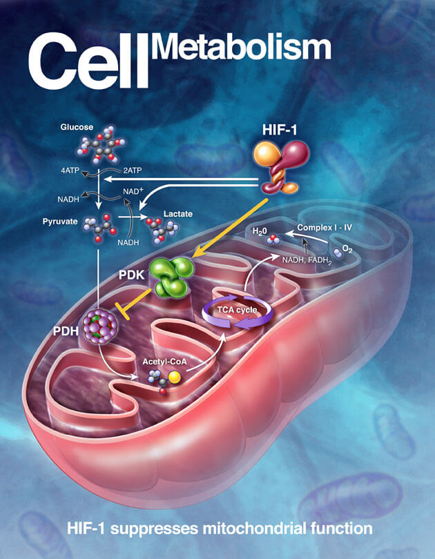 Cell Metabolism cover