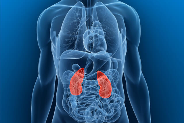 Kidneys highlighted in the body in relation to other organs