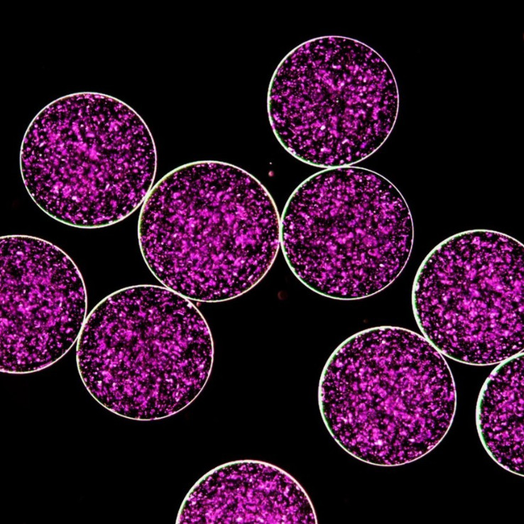 crystalline drug-loaded hydrogels. they look like circles filled with purple glitter