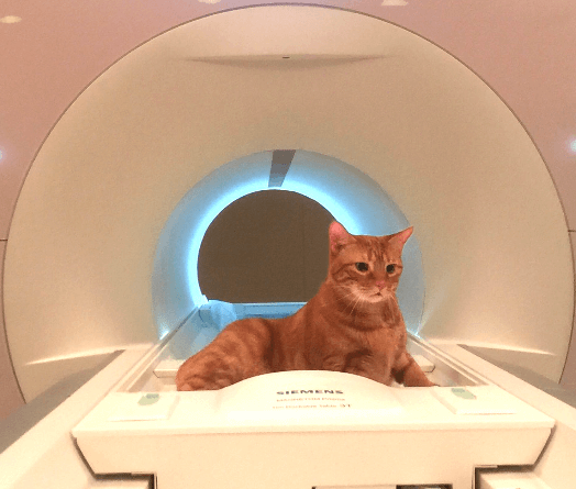 cat patient looking into an mri machine