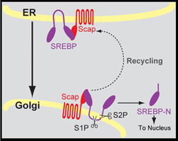 schematic showing the SREBP/SCAP cycle