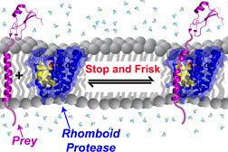 Rhomboid enzymes stop and frisk all membrane proteins