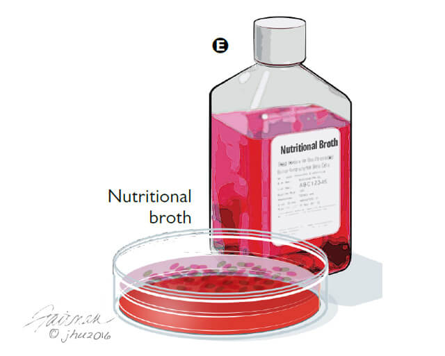 nutritional broth illustration