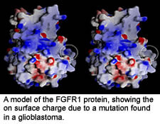 A model of the FGFR1 protein, showing the on surface charge due to a mutation found in a glioblastoma