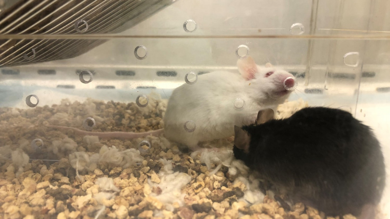 Newswise: Mouse Studies Advance Search for New Class of Antidepressants