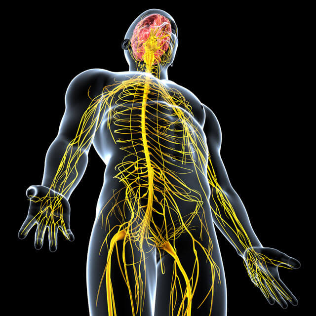 nerve anatomy illustration
