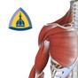 Muscle Anatomy: A Johns Hopkins Medicine 3-D App
