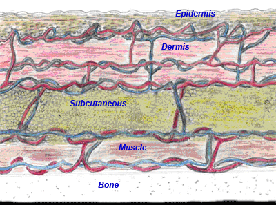 Schematic image of Normal Skin