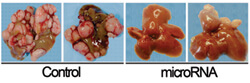 On the left are two mouse livers that were treated with the control virus; notice they are engulfed in tumors. On the right are two mouse livers treated with the microRNA virus; they show no tumors or significantly reduced tumors.