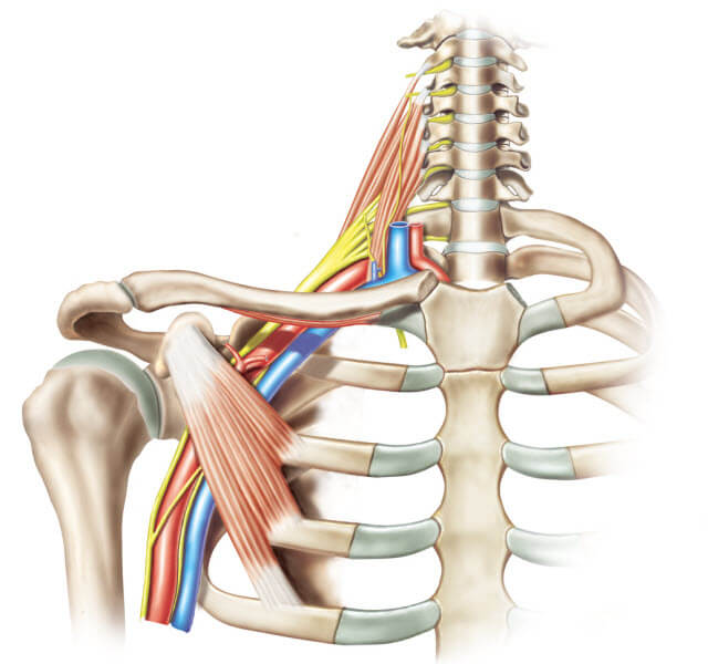 an illustration of the brachial plexus