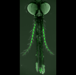an enlarged image of a mosquito with ineurons in its antennae glowing green