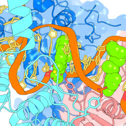 molecular image of drug inside gyrase enzyme