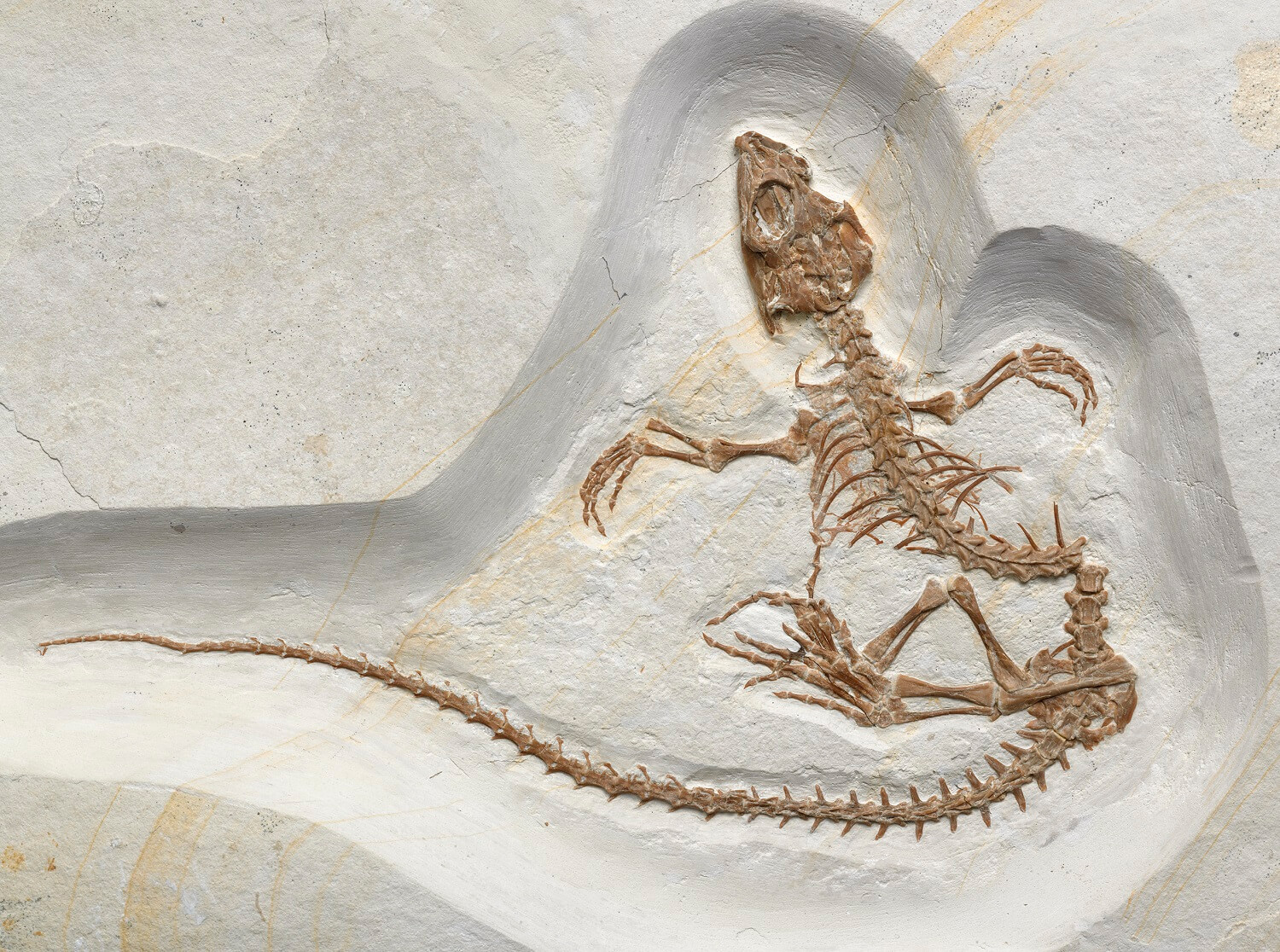 Evolutionary Biologists Say Recently Discovered Fossil Shows Transition of  a Reptile From Life on Land to Life in the Sea - 12/06/2017