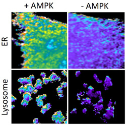 AMPK is active to different degrees in different cellular compartments