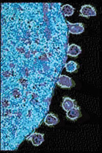 HIV viruses leaving a T-cell