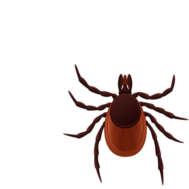 Chronic Lyme in the Crosshairs