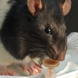 a rat licks liquid chocolate from a tiny cup