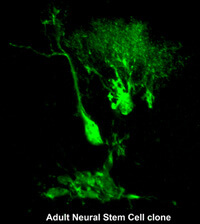 A green fluorescent protein-labeled neural stem cell clone contains the mother stem cell with neuronal and astroglial progeny within the mouse brain. 