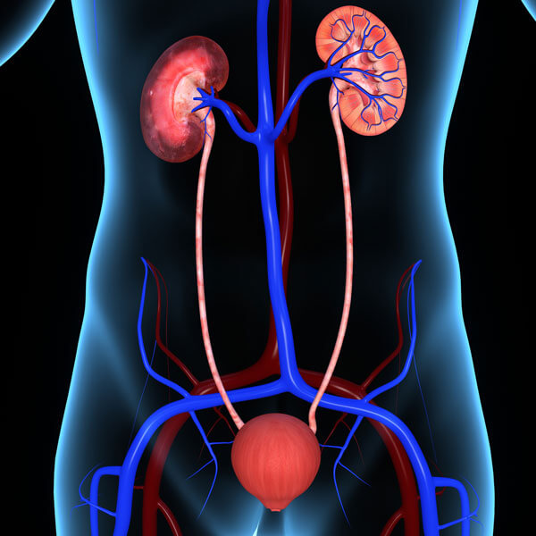 Anatomic illustration of kidneys and bladder