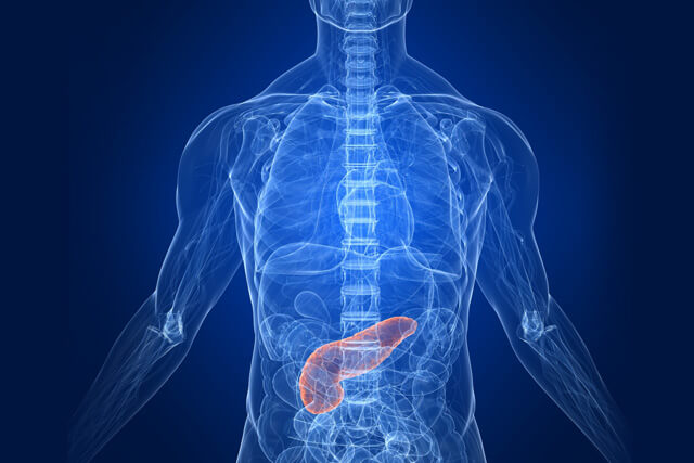 A medical illustration of a pancreas