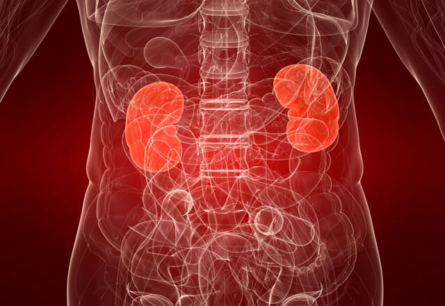 Kidney's highlighted in position