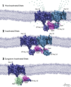 Structure of calcium channels