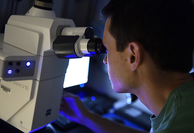 A student looks in a microscope.