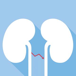 illustrated kidneys