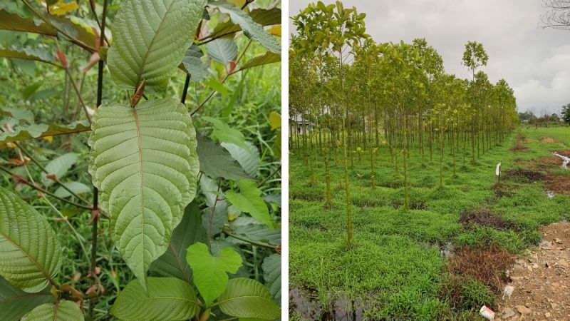 Kratom Leaves (left)  Young kratom trees in Indonesia (right)