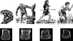 bone density in human ancestors